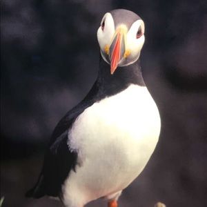 Meet your Posher, Nazira